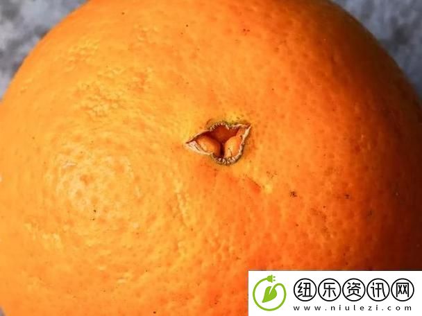 “橙子钻孔