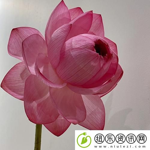 女人千层莲花激活后-时代跟着疯狂起舞！