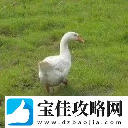 抖音抓鸭子表情包分享